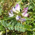 Alpine Milk-vetch (Astragalus alpinus) Steve Gale